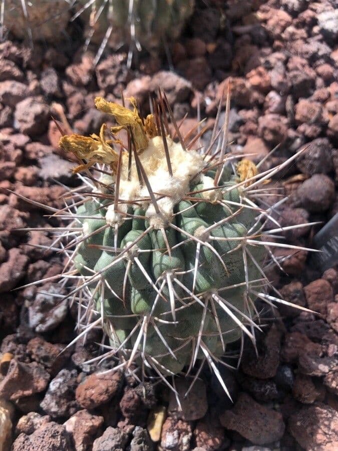 Copiapoa 5