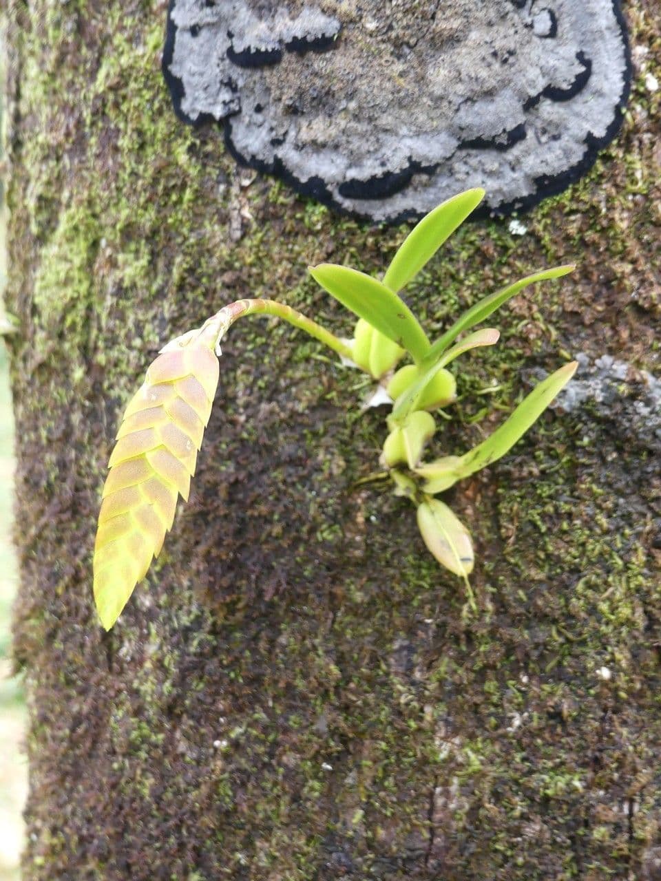 Bulbophyllum 15