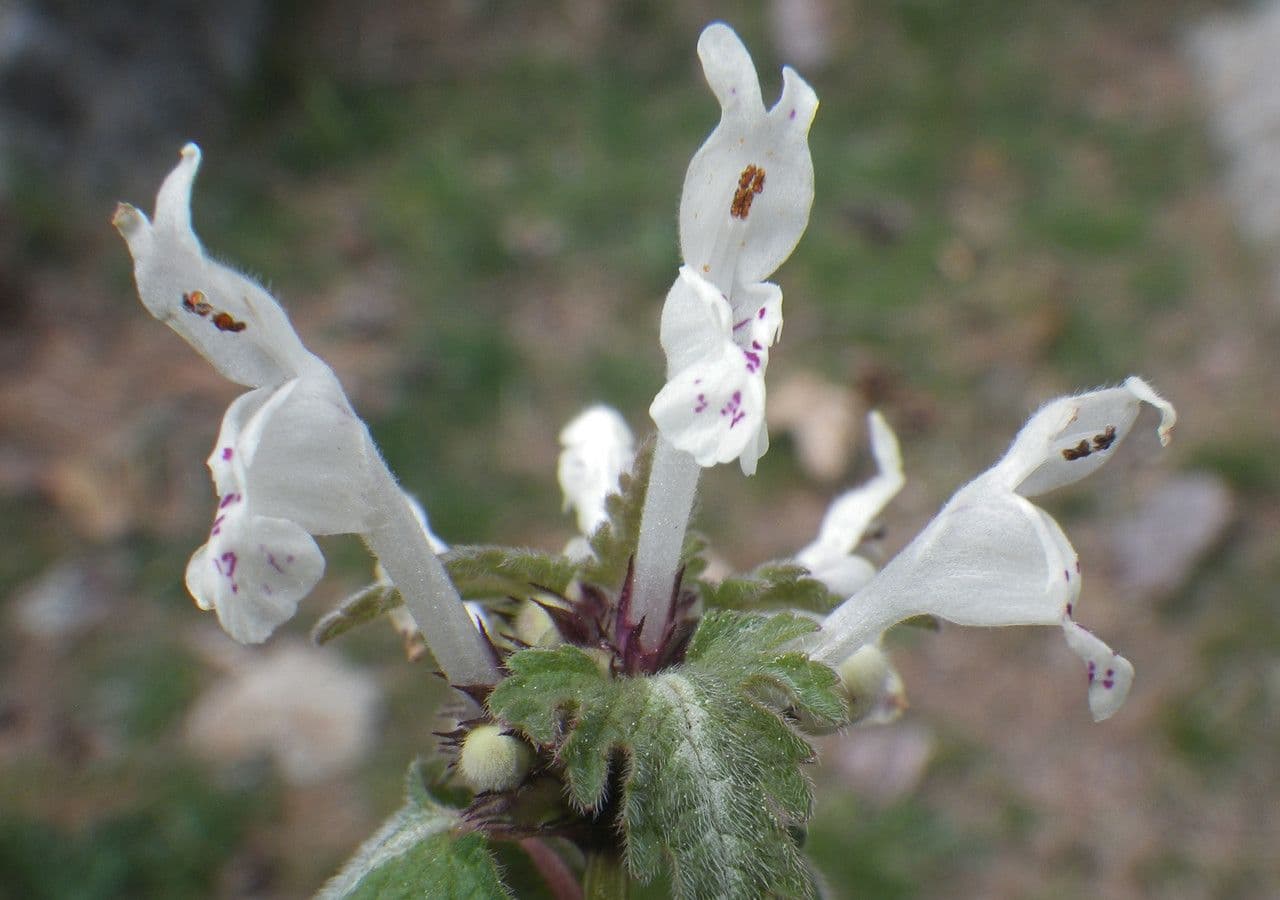 Lamium 4