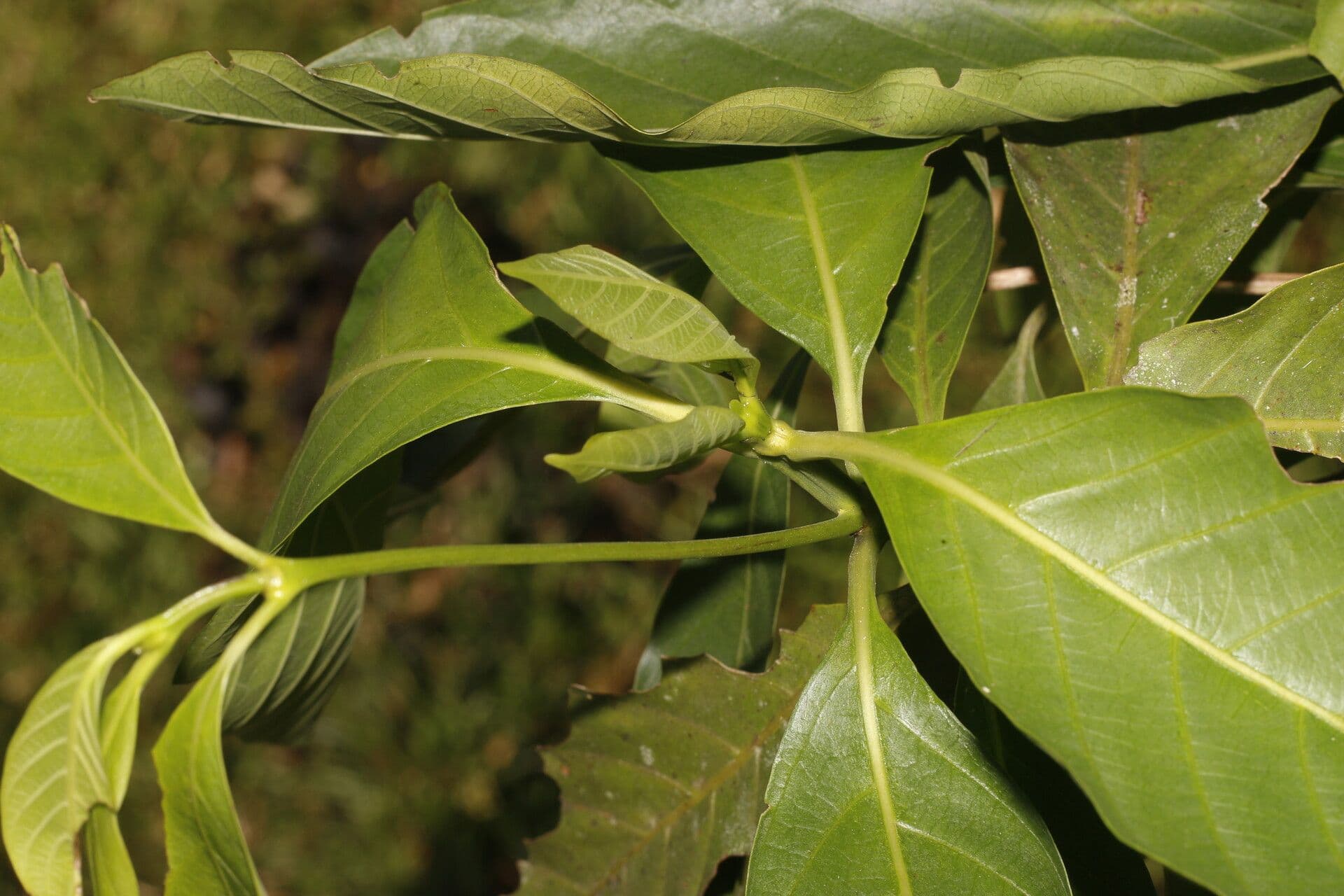 Morinda 2
