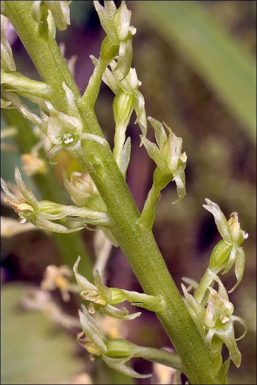 Malaxis monophylla