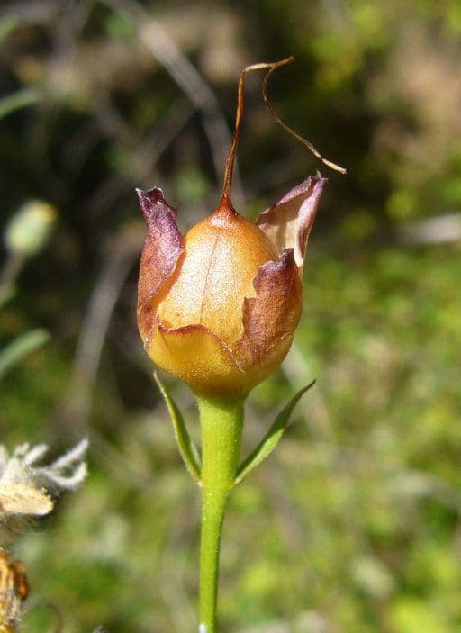 Calystegia