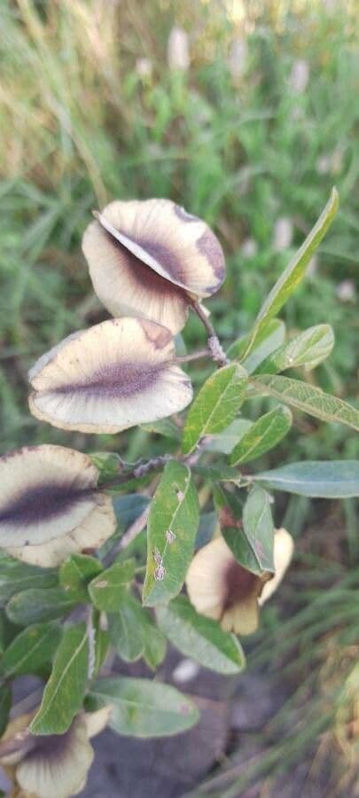Combretum hereroense 7