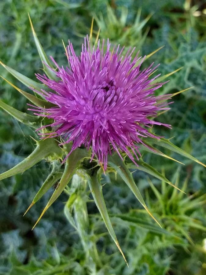 Mariendistel 6