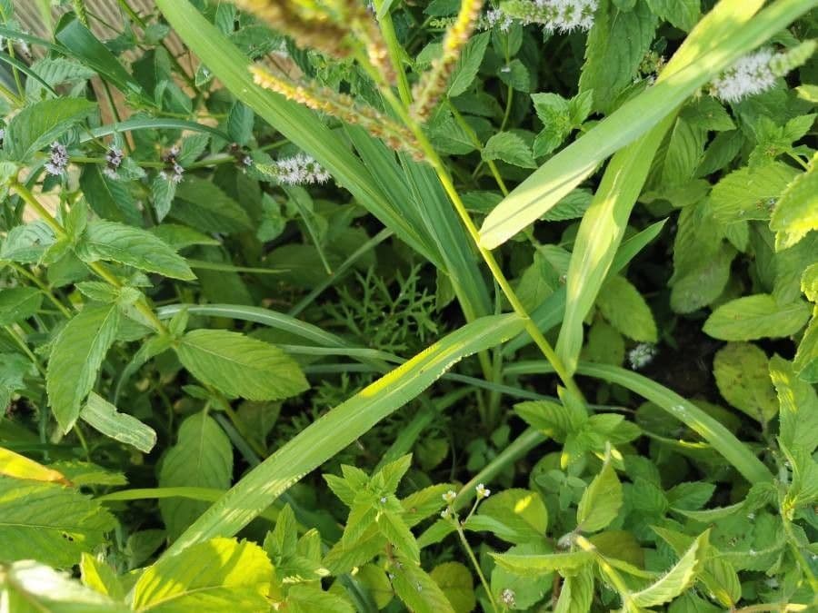 Echinochloa muricata 14