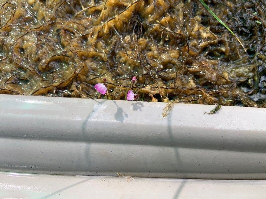 Utricularia purpurea orientale 7