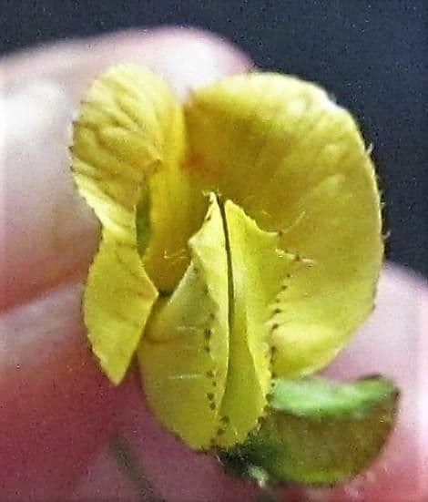 Aeschynomene
