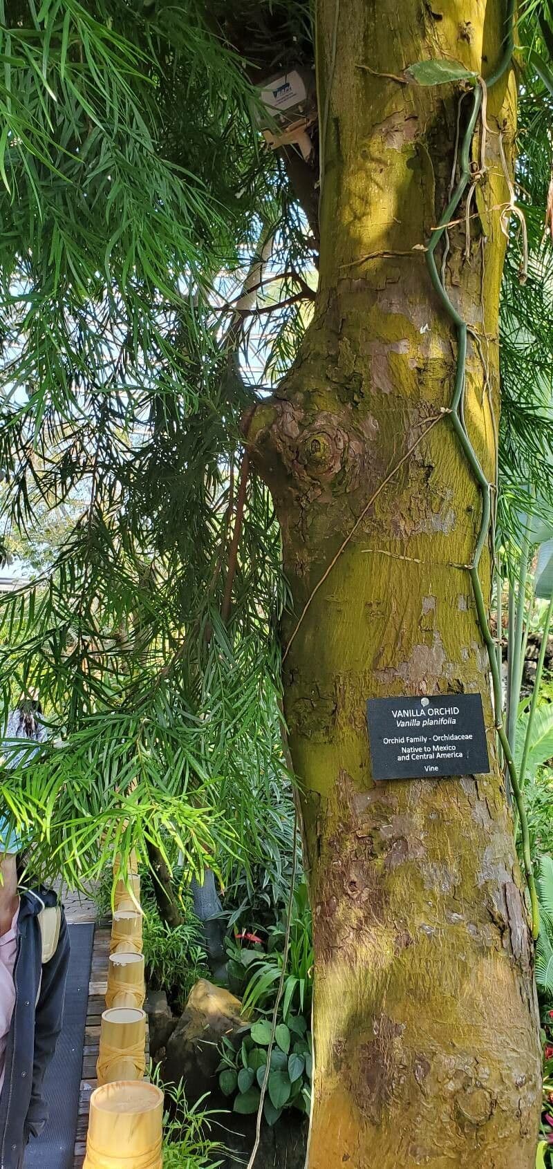 Afrocarpus 12