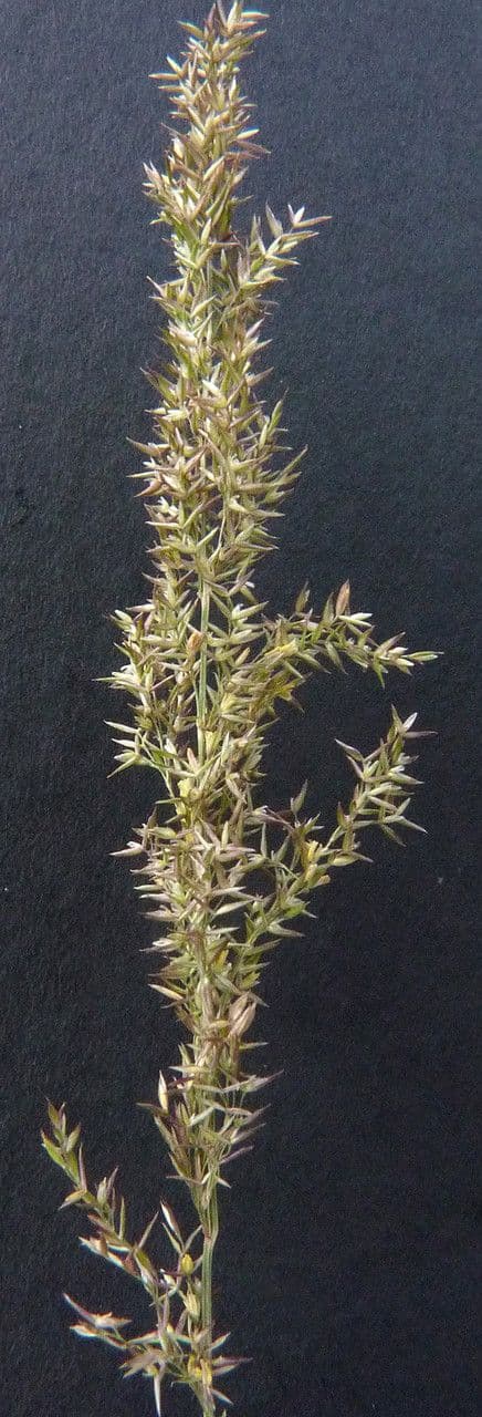 Flecht-Straußgras 7