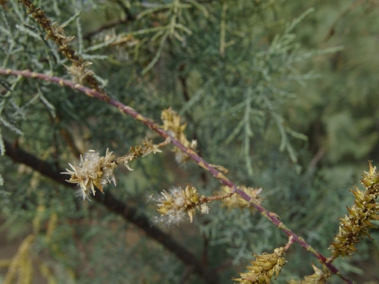 Tamariz