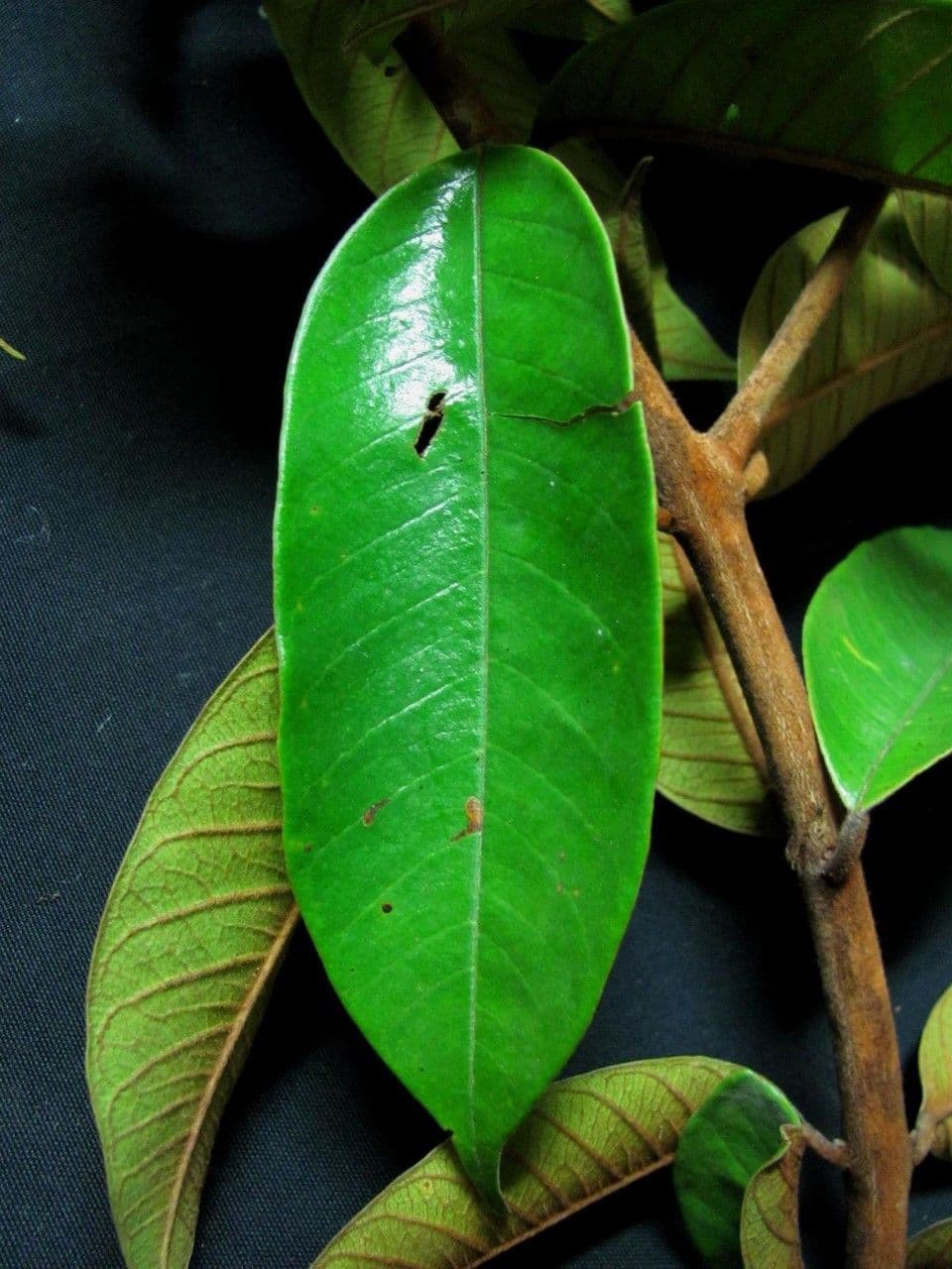 Vochysia 13