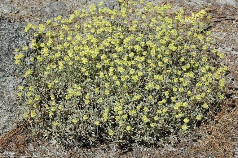 Eriogonum 7