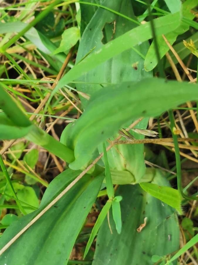 Orchidea macchiata 22