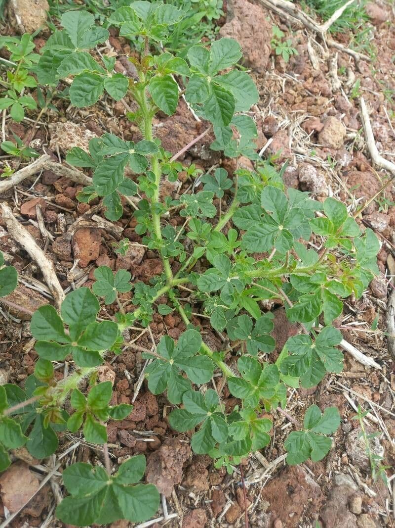 Cleome 22