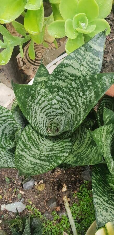 Vriesea 16