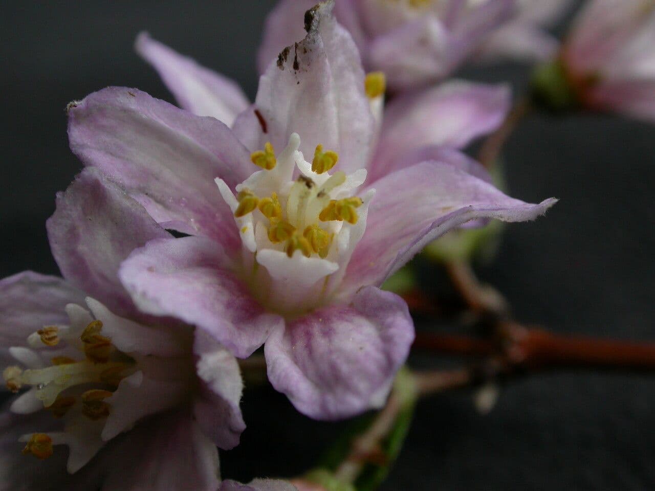 Deutzia 5