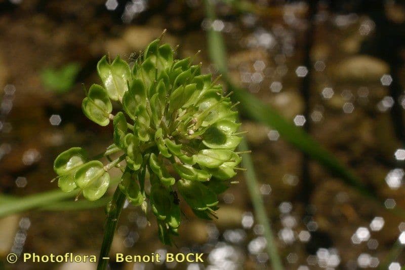 Iberka okolíkatá 2