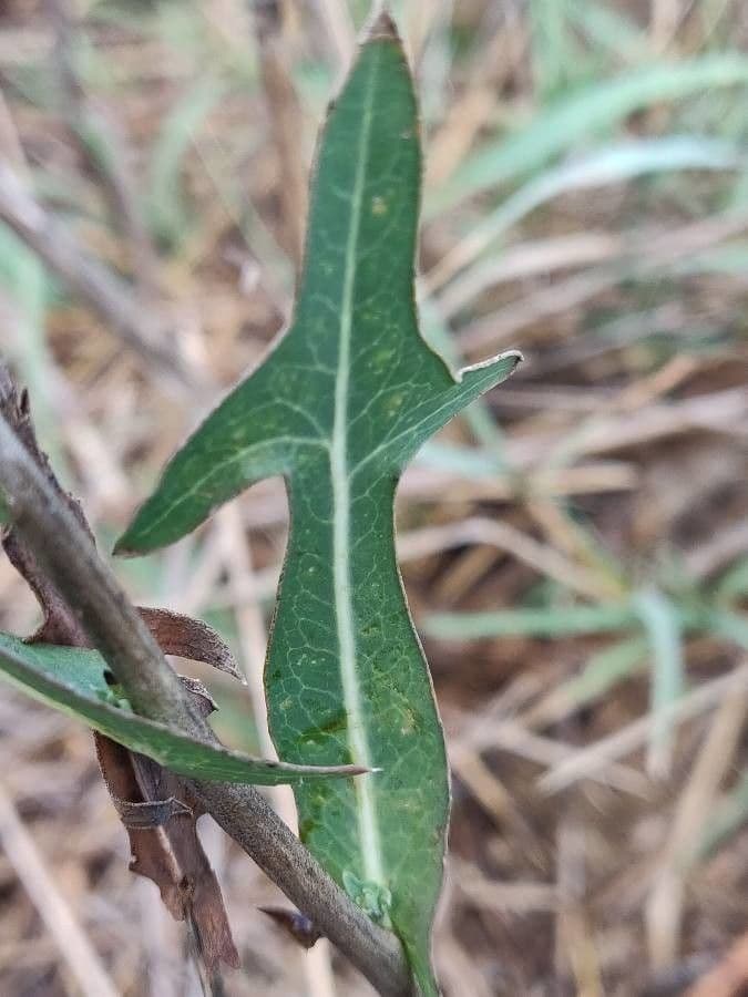 Lactuca saligna 18