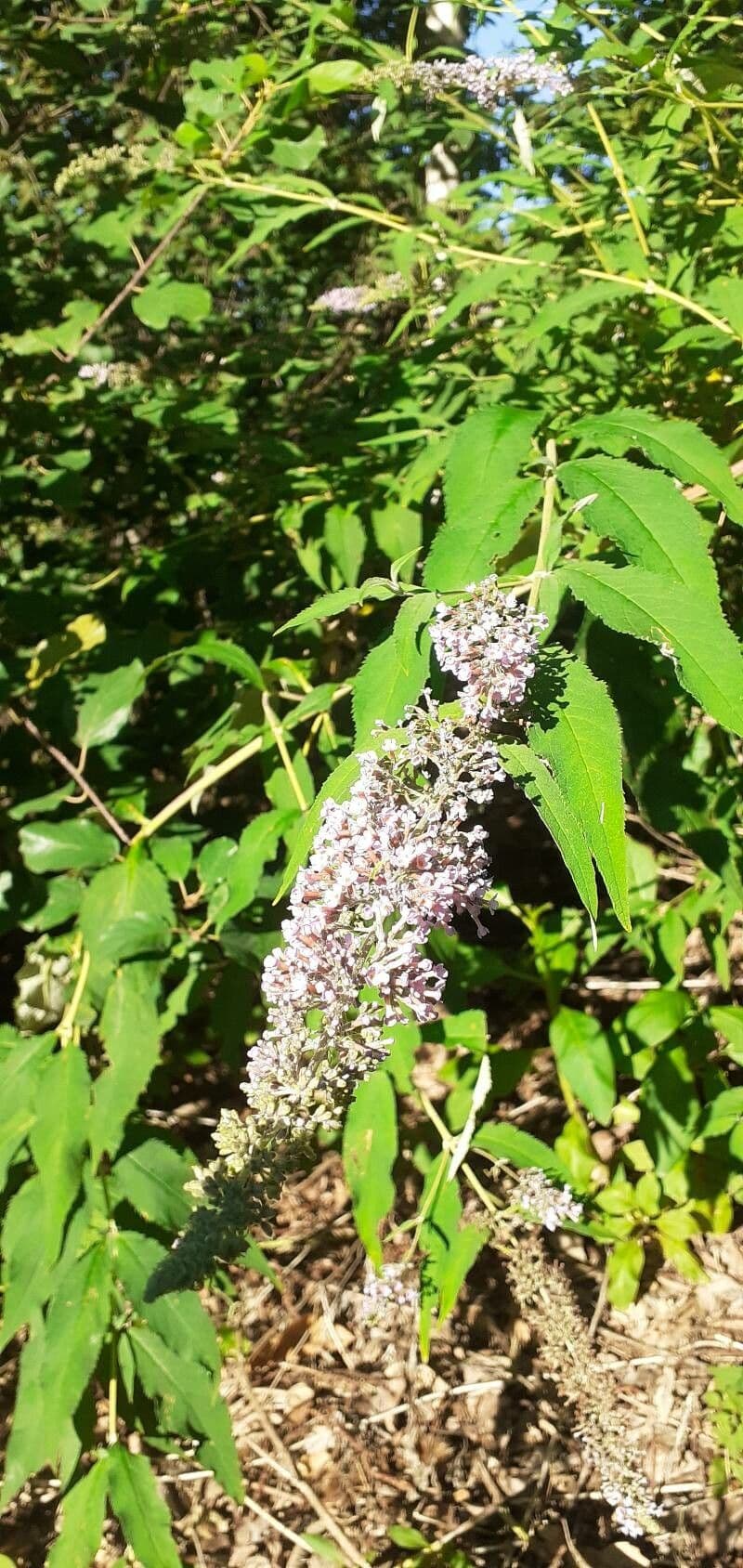 Buddleja