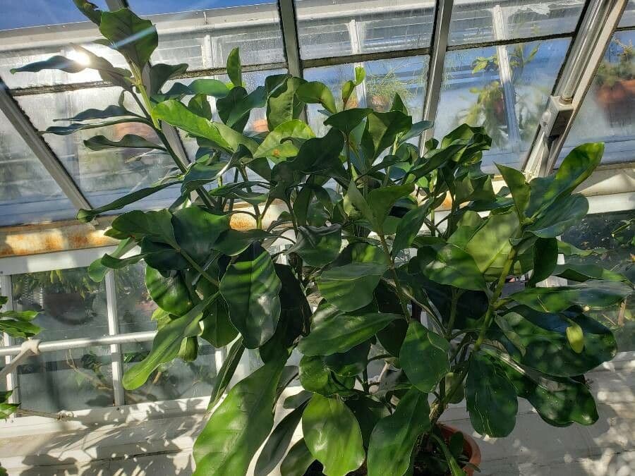 Fagraea ceilanica subsp. ceilanica 2