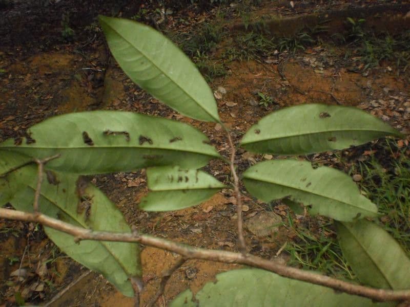 Lecythis idatimon 9