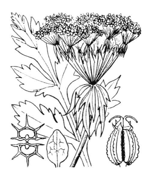 Pleurospermum austriaco 27