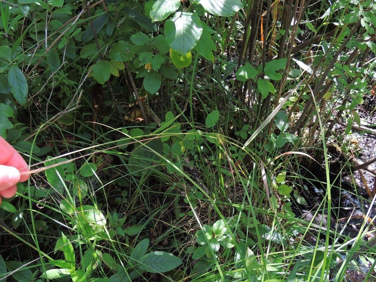 Elimo violaceo 4
