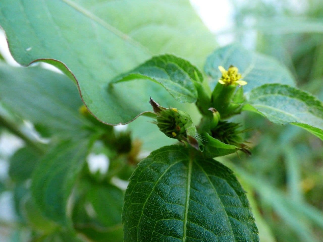 Acanthospermum 5
