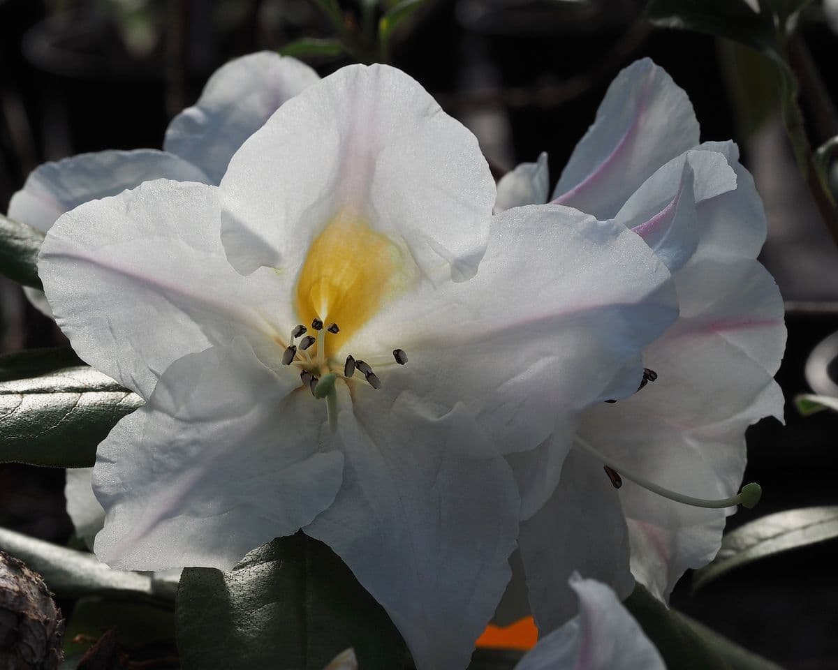Rododendro 5