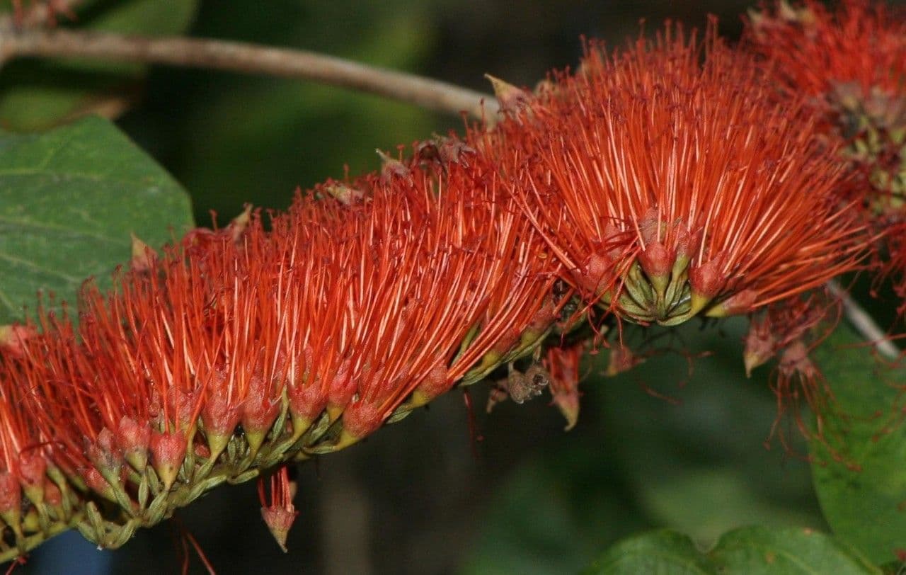 Combretum farinosum 4