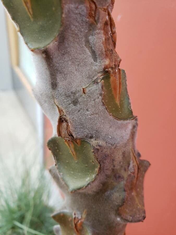 Donkey's ear 25