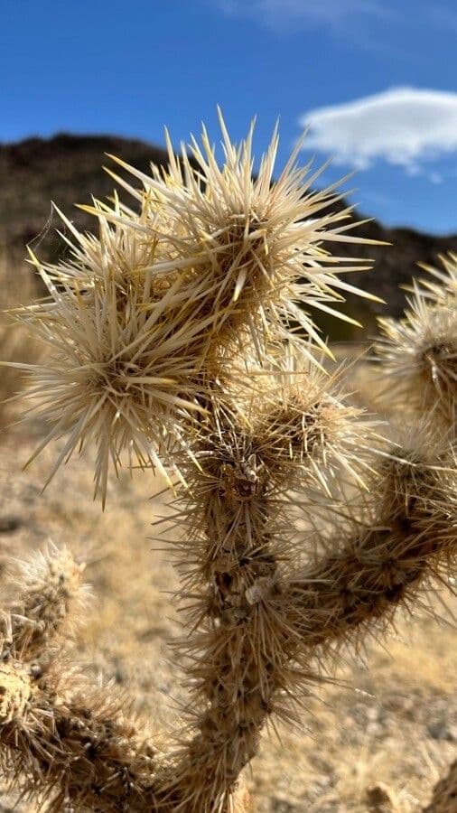 Cylindropuntia Echinocarpa 5