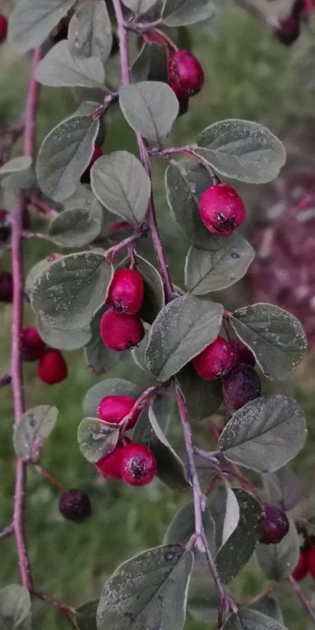 Cotoneaster zabelii 11