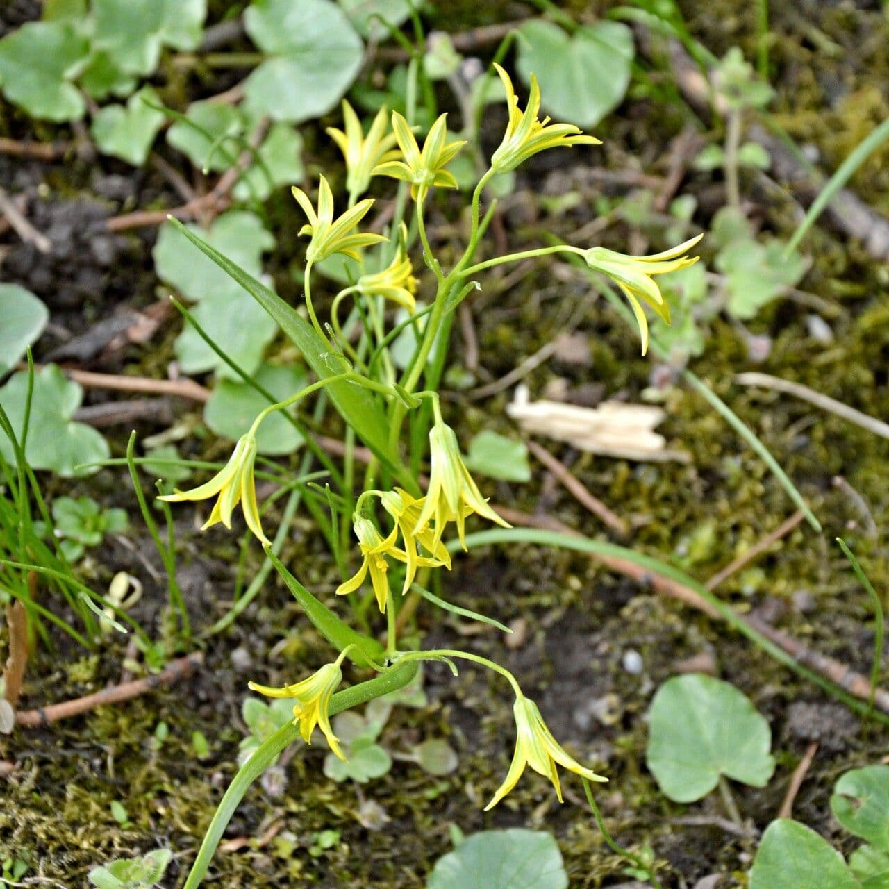 Cipollaccio minore 4