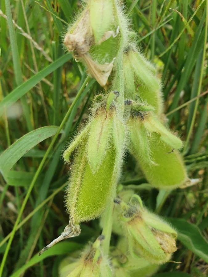 Vielsamiger Klapperstrauch 3