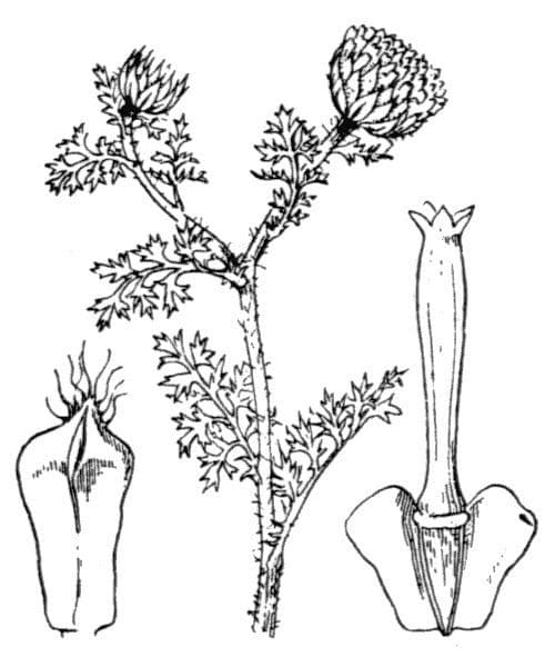 Anacyklus walencki 28