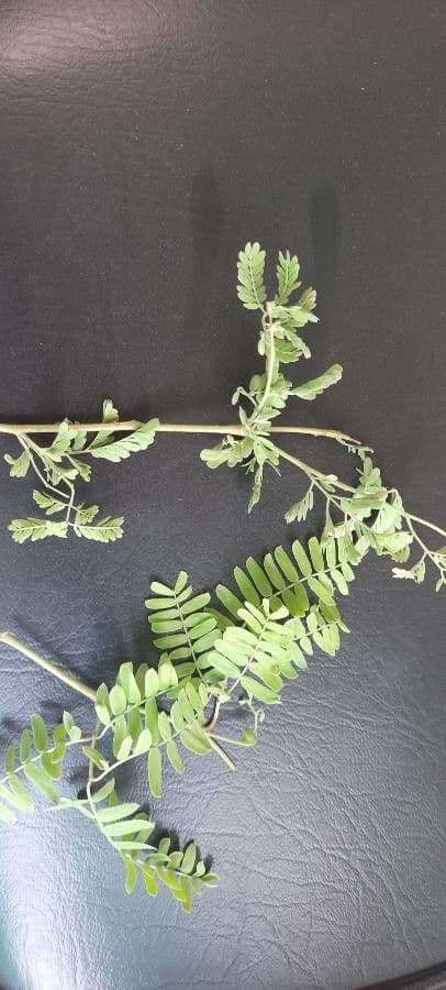 Prosopis 8