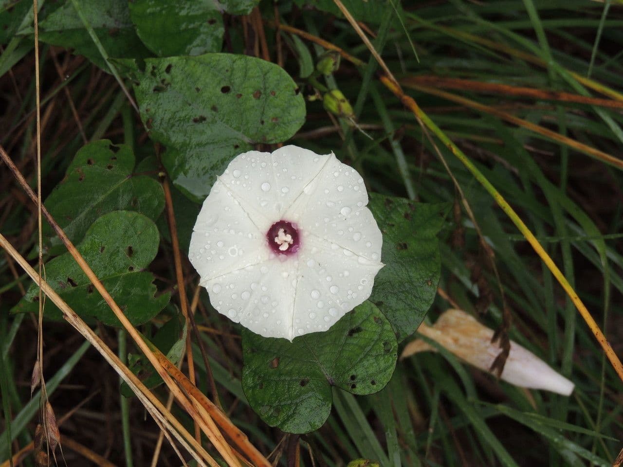 Ipomoea pandurata 5