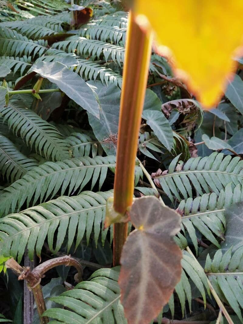 Begonia 12