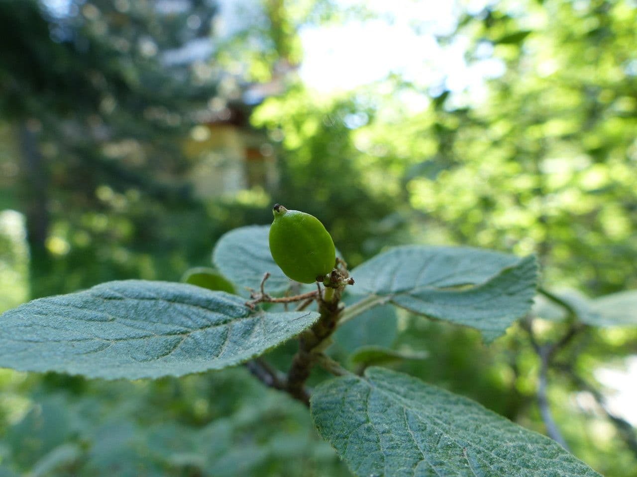 Cotoneaster