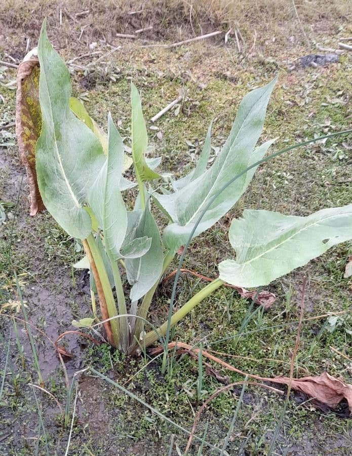 Senecio 12