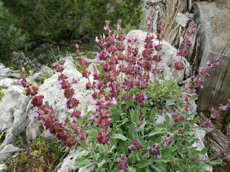 Salvia