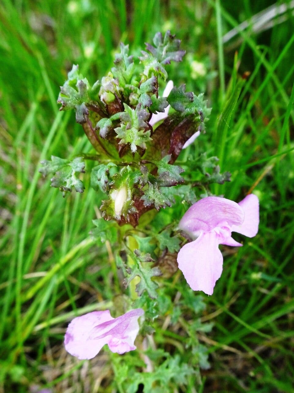Pedicolare silvatica 26