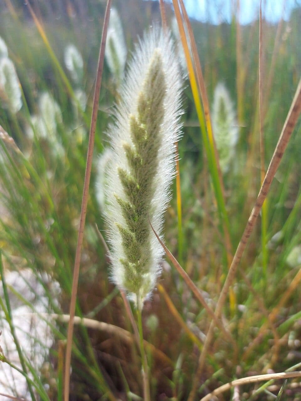 Polipogon marittimo 7