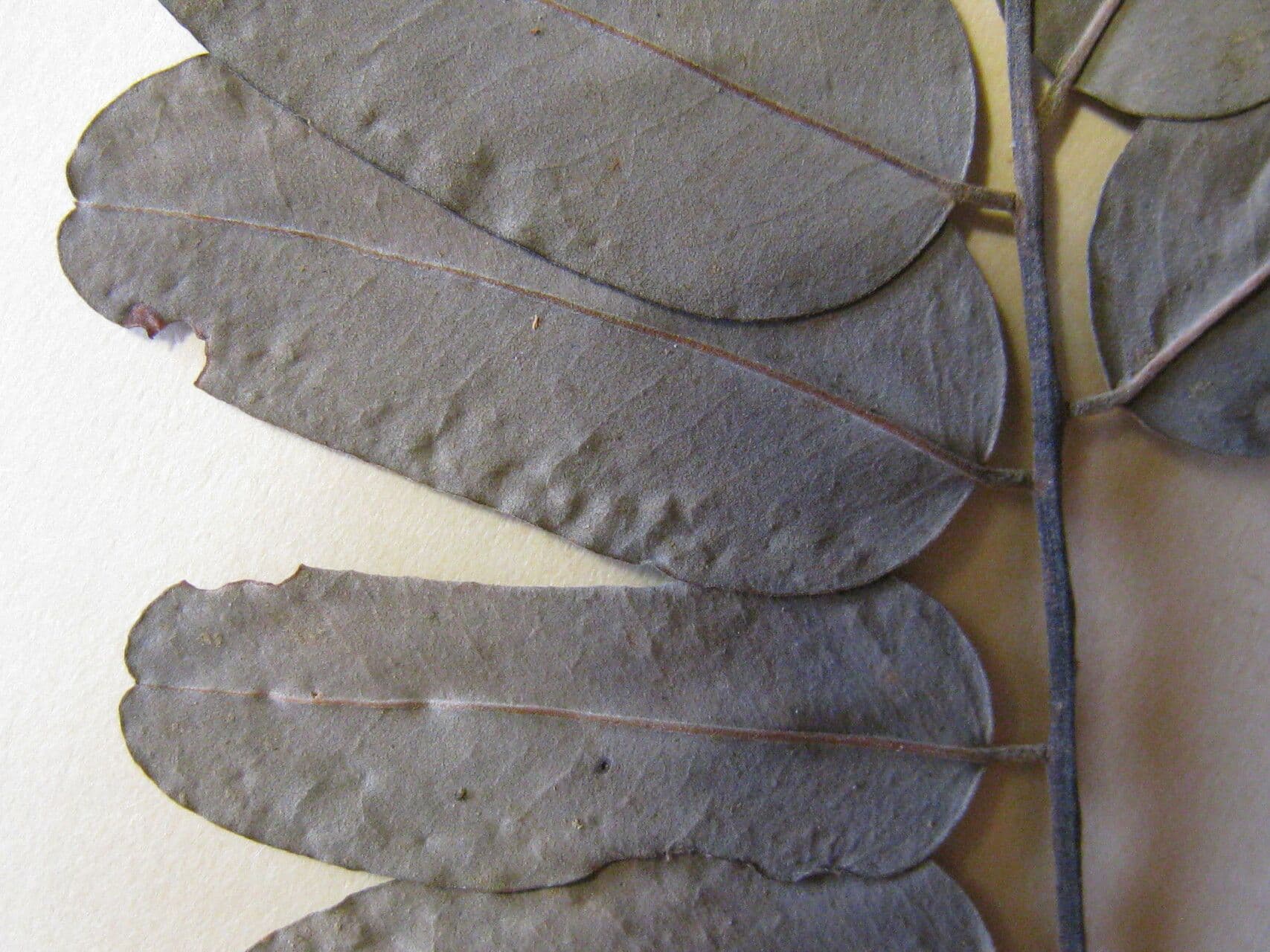 Hymenolobium