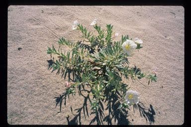 Enagra californiana 10
