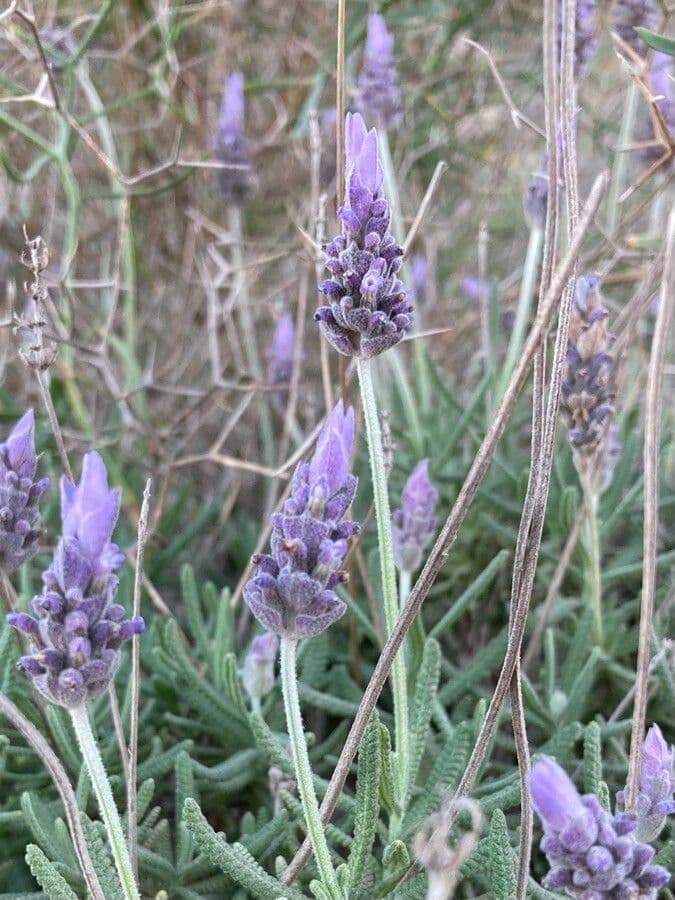 Lavanda dentata 6