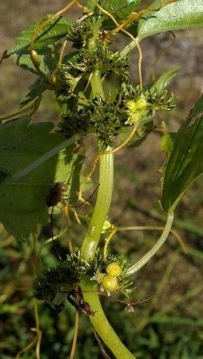 Cuscuta di cephalanthi 2