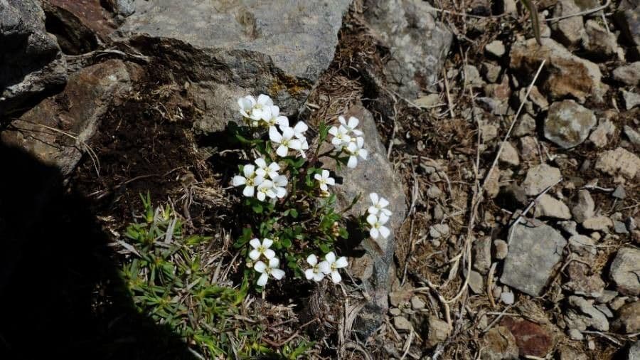 Cardamine bellidifolia 4