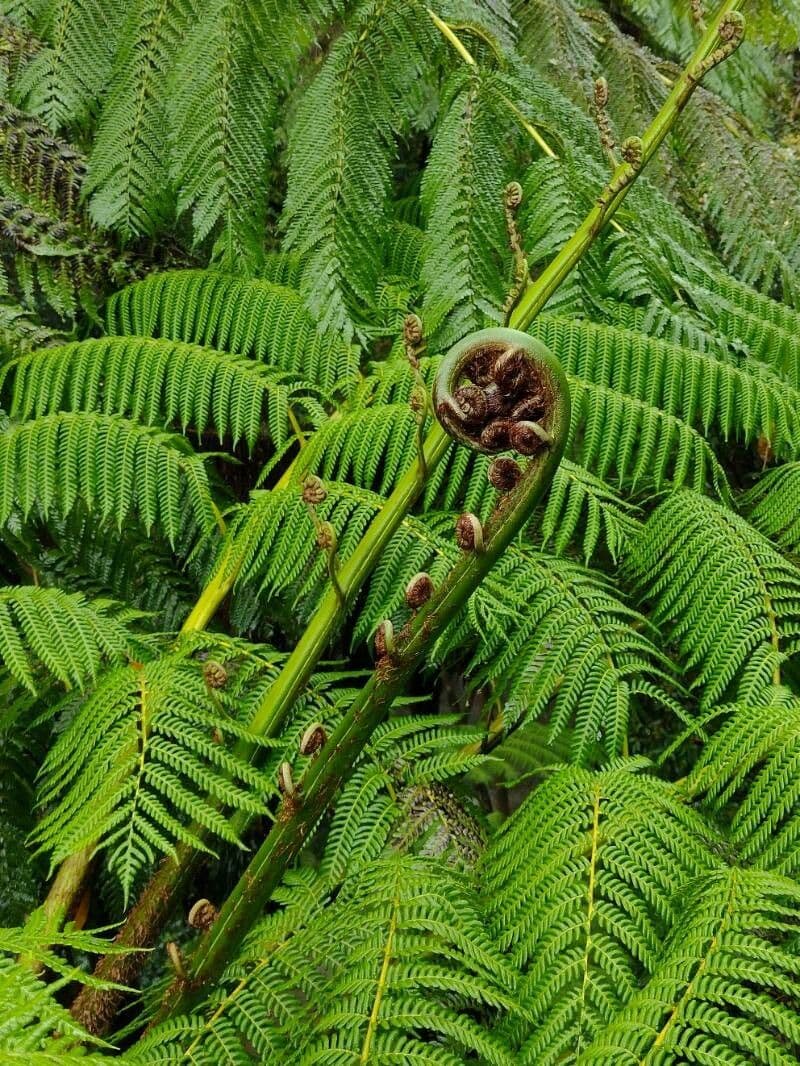 Sphaeropteris 21